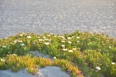 DSC_7293 (Large).JPG